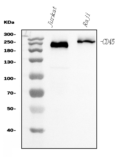 WB - Anti-CD45 Antibody Picoband™ (monoclonal, 2H3) ABO15073